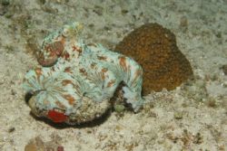 Just another colorfull octopuss. Taken with Canon 20-D wi... by Charles Bryan 
